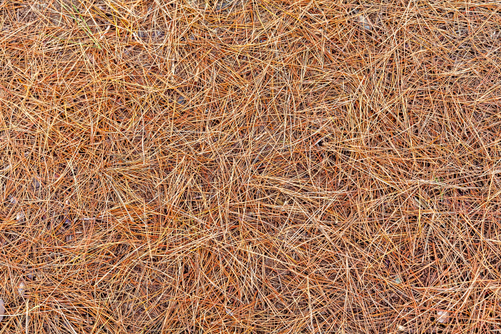 6-mulch-palha.jpg
