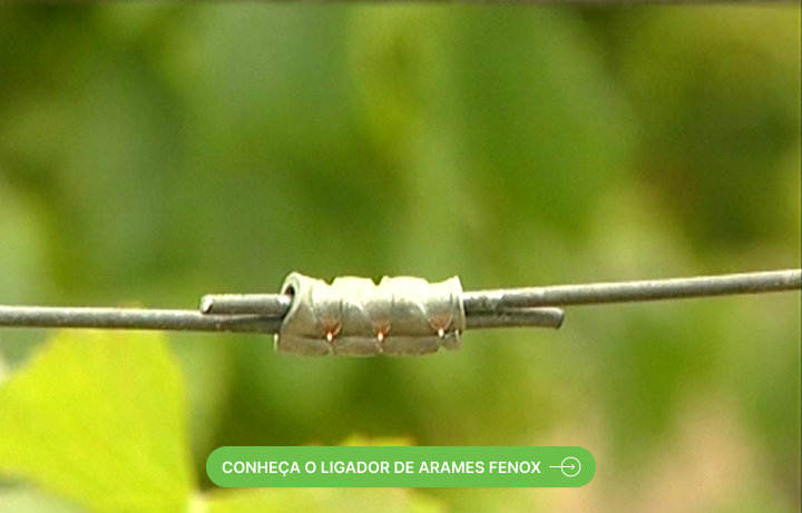 descubra-como-facilitar-o-processo-de-aramacao-de-vinha-e-garantir-a-saude-e-a-produtividade-da-sua-plantacao-fenox-ligador-de-arames-carmo.jpg
